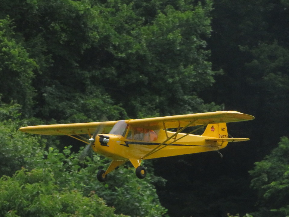 Cub in Flight